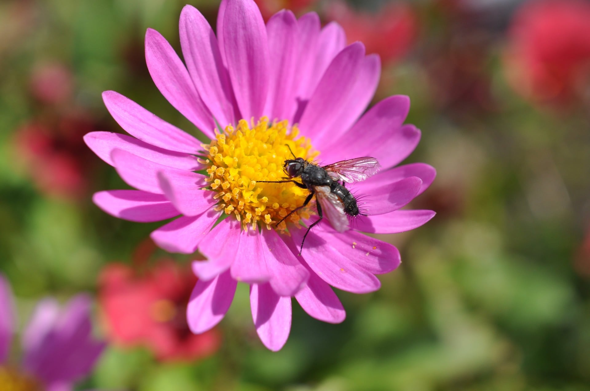 Local beekeeping hives and wildflower seeds at Palmstead Nurseries