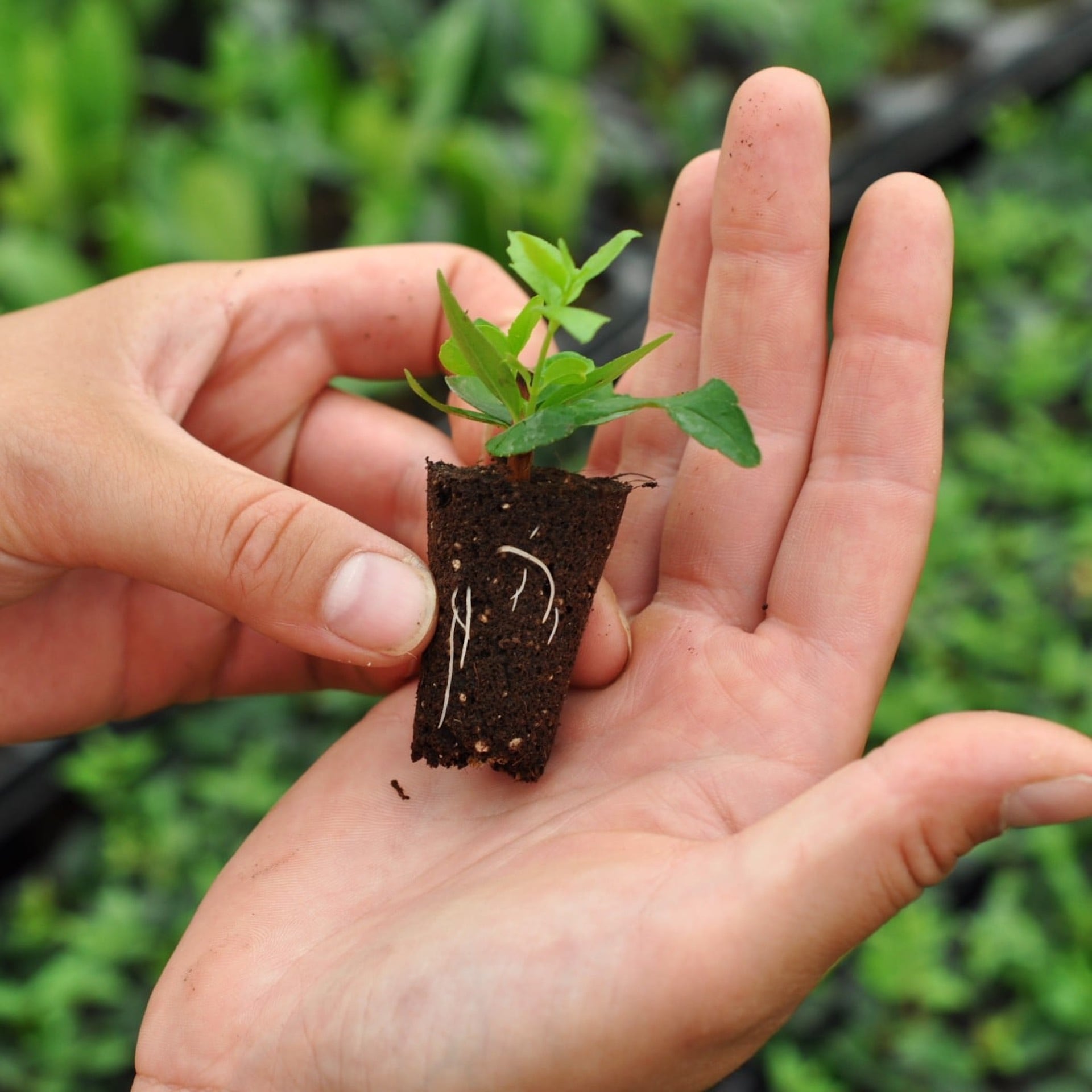 Computer-controlled retractable sunscreens in the Young Plants Unit