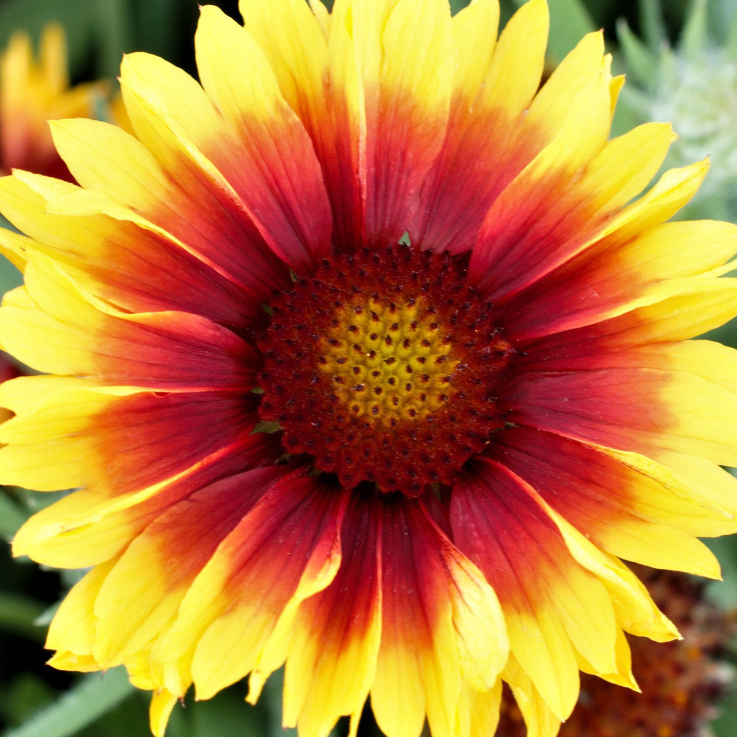 Palmstead Nursery Plants Close-up View