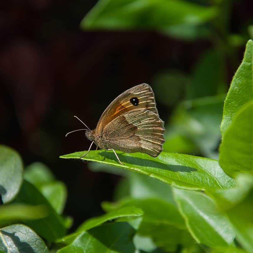 Palmstead Nursery Planet Category Image