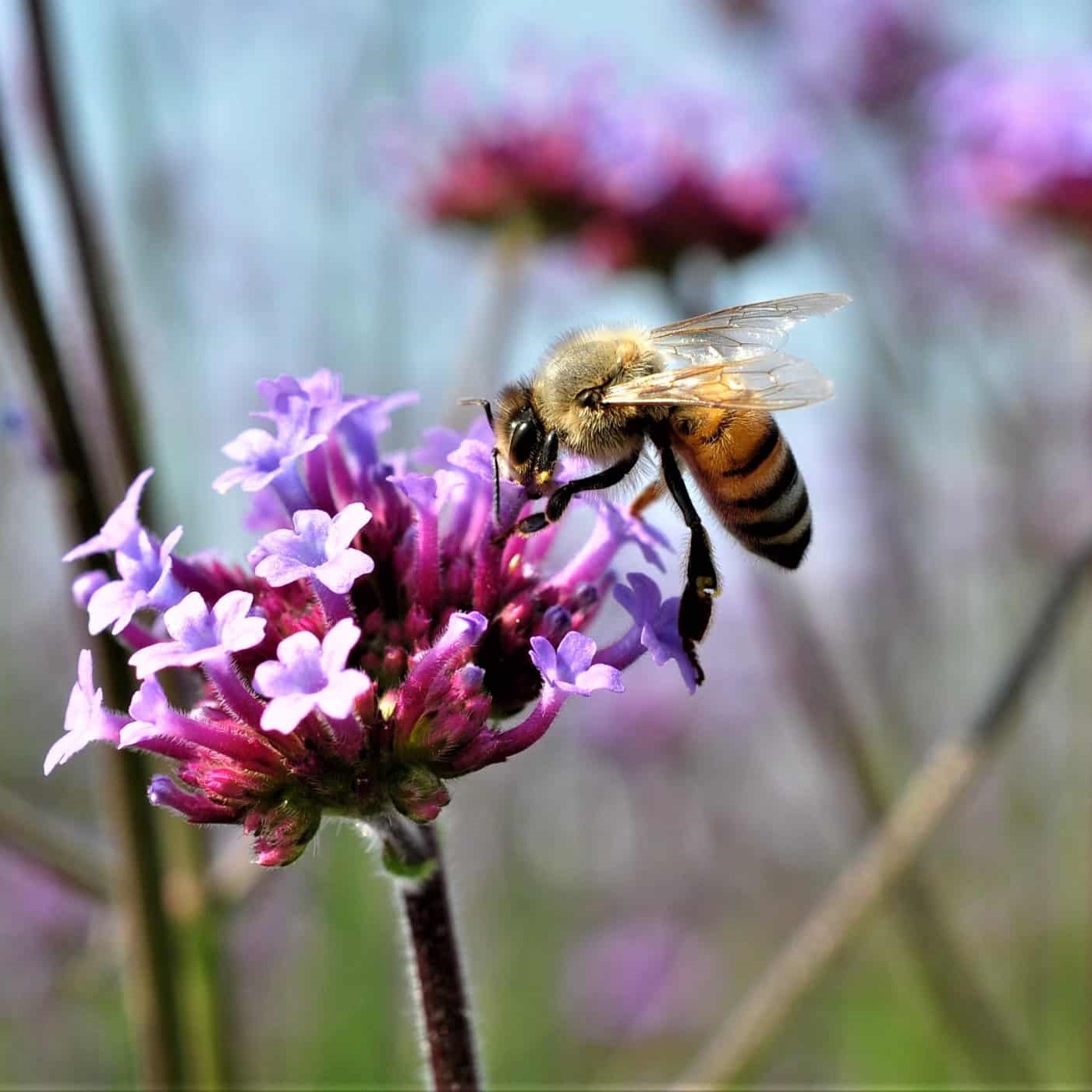 Palmstead Nursery Planet Hover State Image