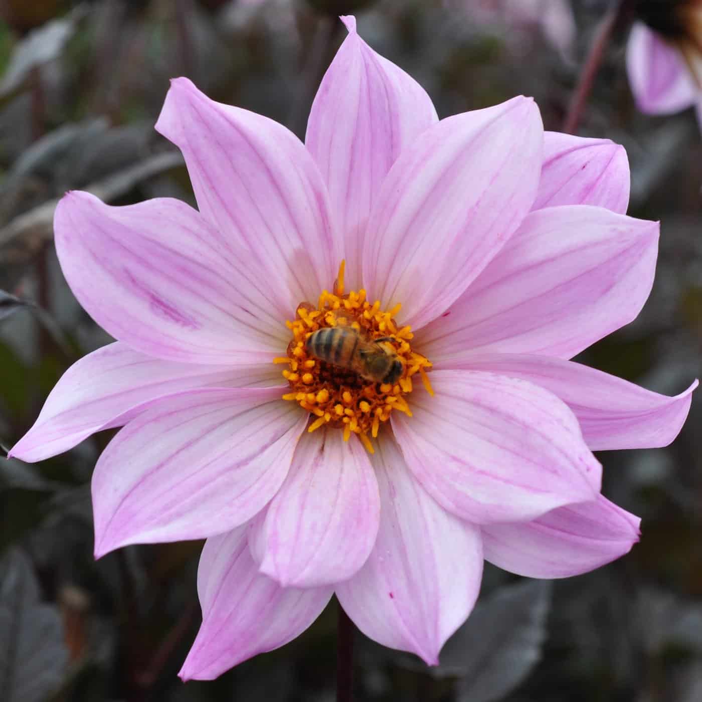 Palmstead Nursery Plants Category Image