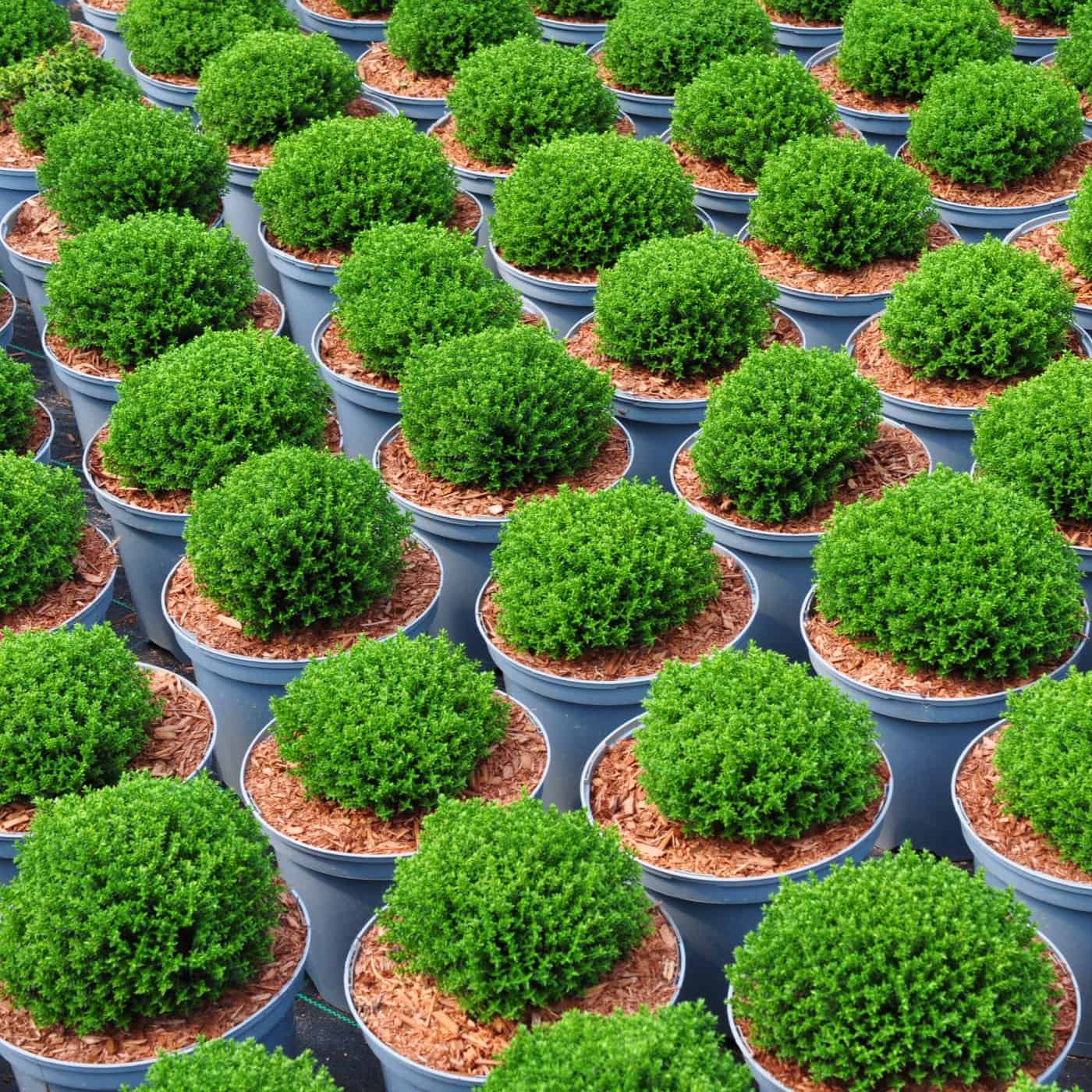 Palmstead Nursery Shop Category Image