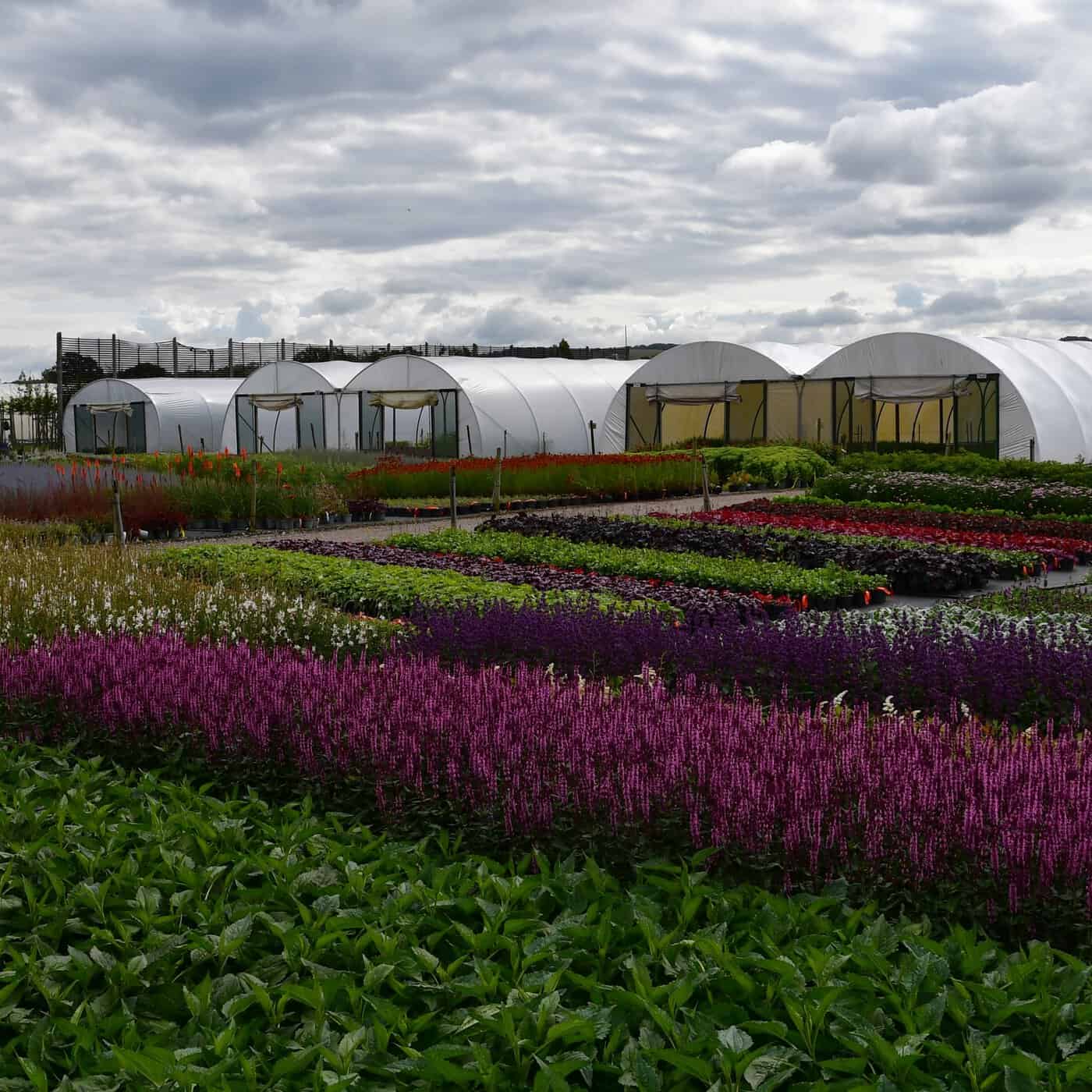 Palmstead Nursery Shop Hover State Image